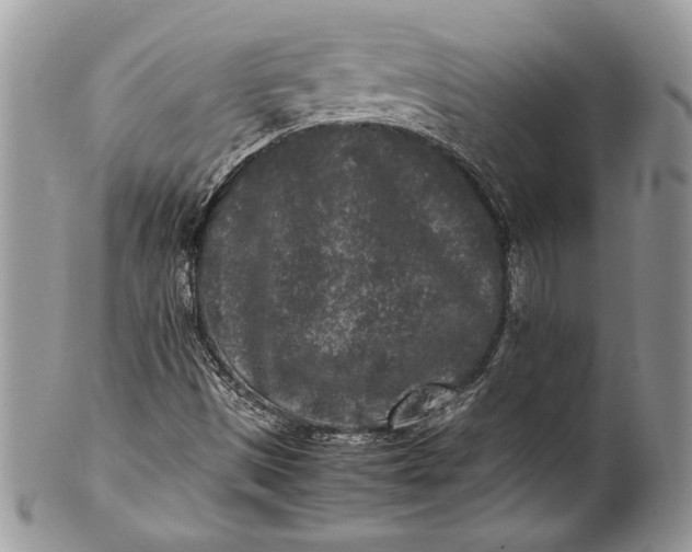 X0000100861497200807070920