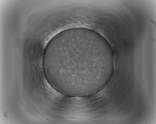 X0000100861500200807070920