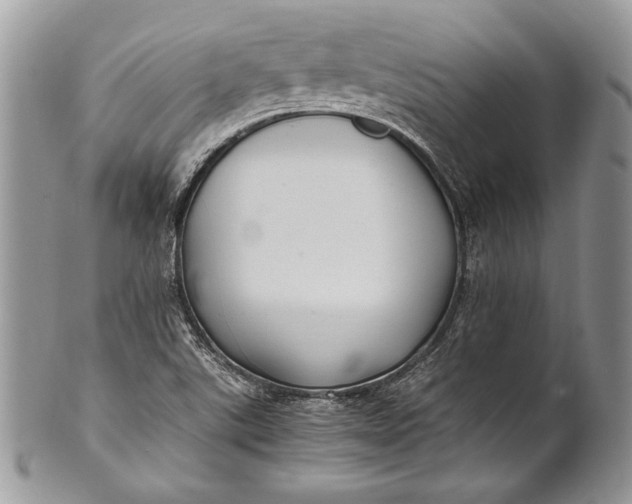 X0000100861507200807070921