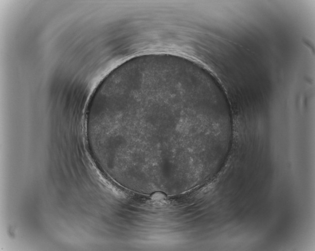 X0000100861517200807070921