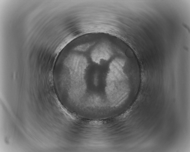 X0000100861521200807070921