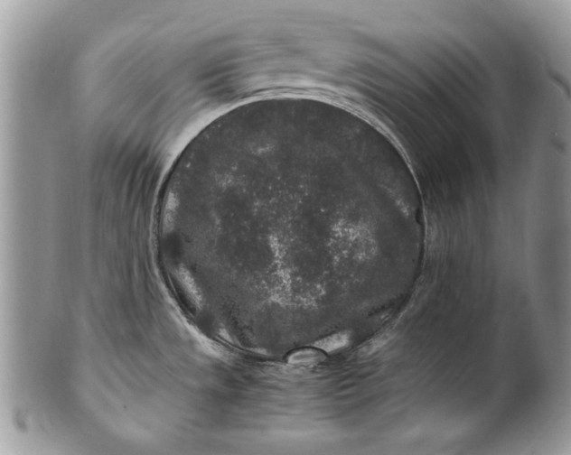 X0000100861533200807070921