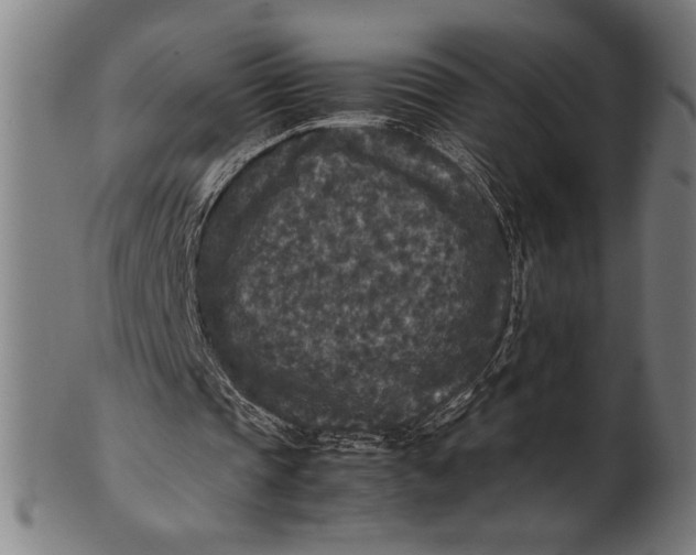 X0000100860337200807111258