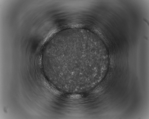 X0000100860357200807111259