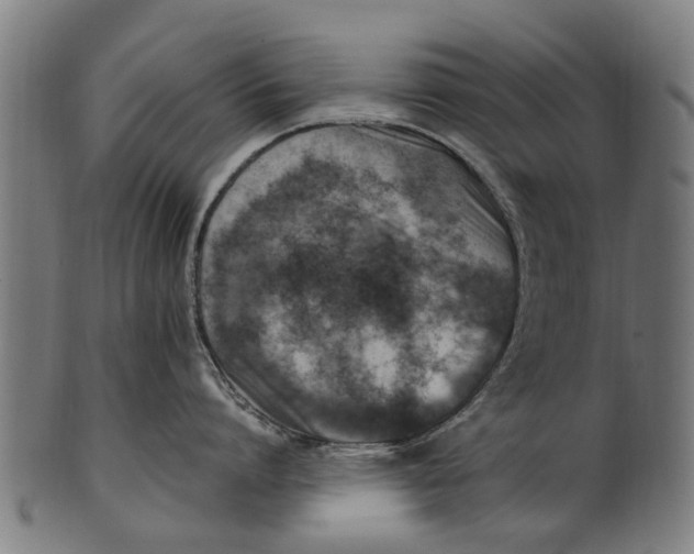 X0000100860864200807111251