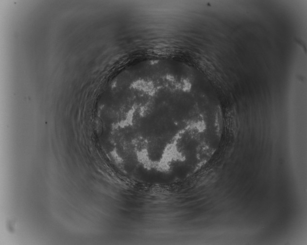 X0000100861009200807111247