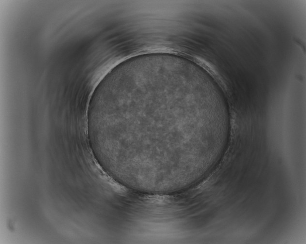 X0000100861236200807111245