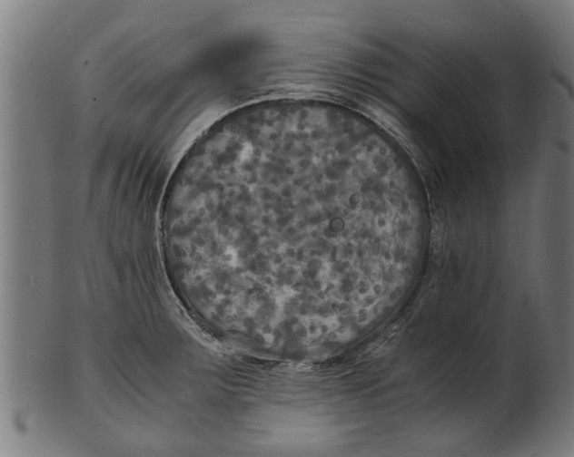 X0000100861283200807111244