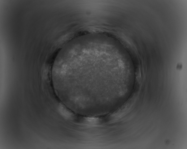 X0000100860233200807181143