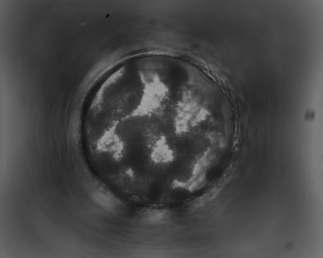 X0000100860247200807181142