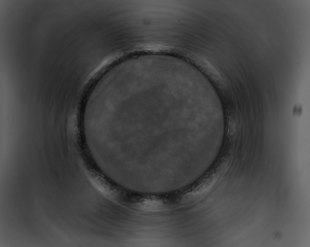 X0000100860256200807181142