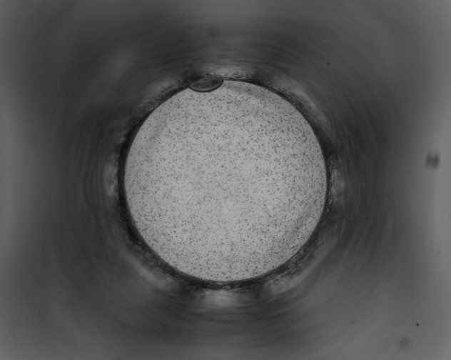 X0000100860259200807181142