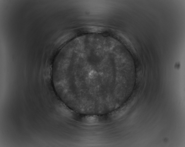 X0000100860325200807181142