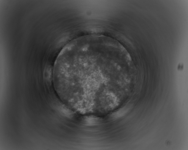 X0000100860336200807181142