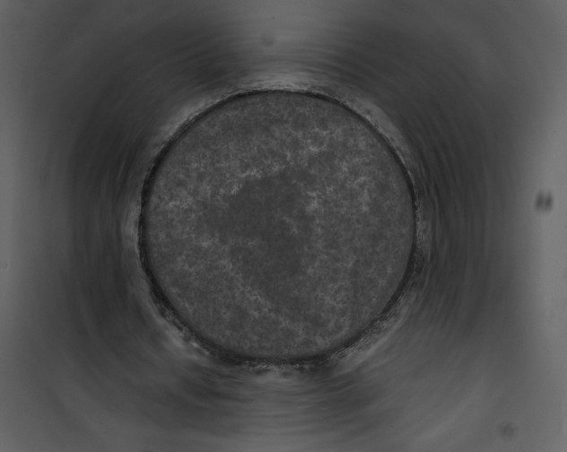 X0000100860434200807181140