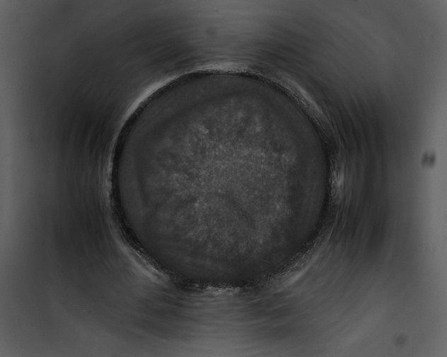 X0000100860484200807181139