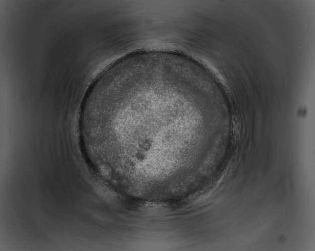 X0000100860487200807181139