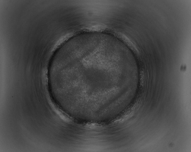 X0000100860634200807181137