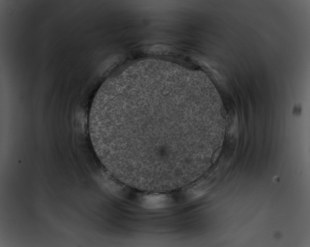 X0000100860669200807181137