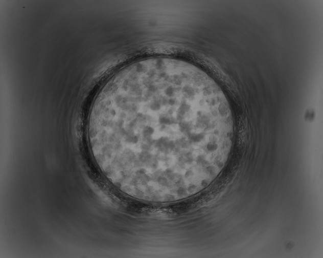 X0000100860683200807181136