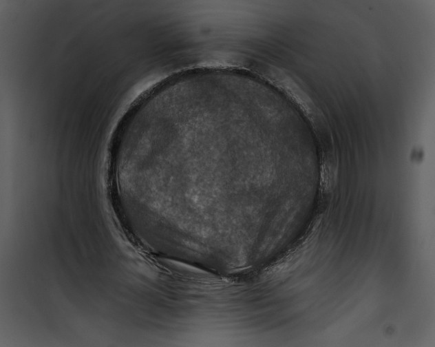 X0000100860724200807181135