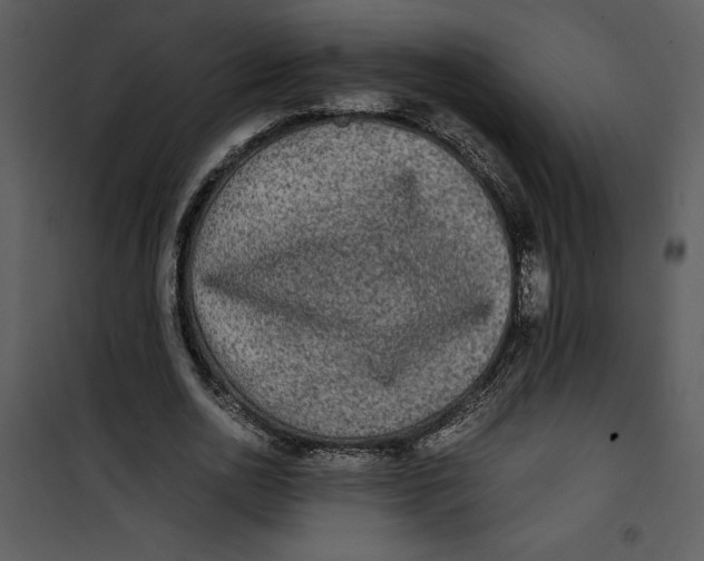 X0000100860726200807181135