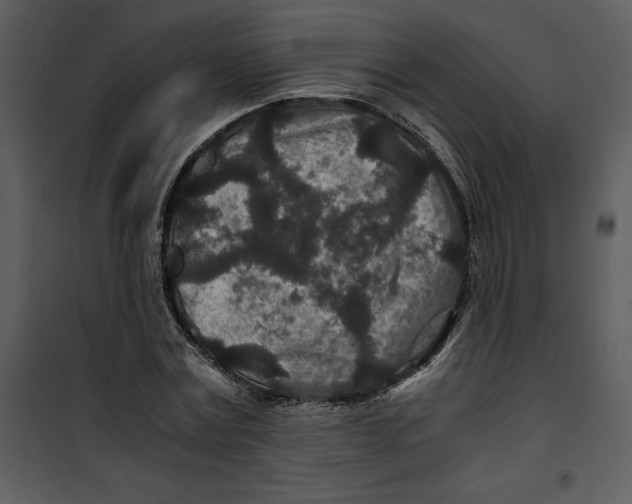 X0000100860779200807181135