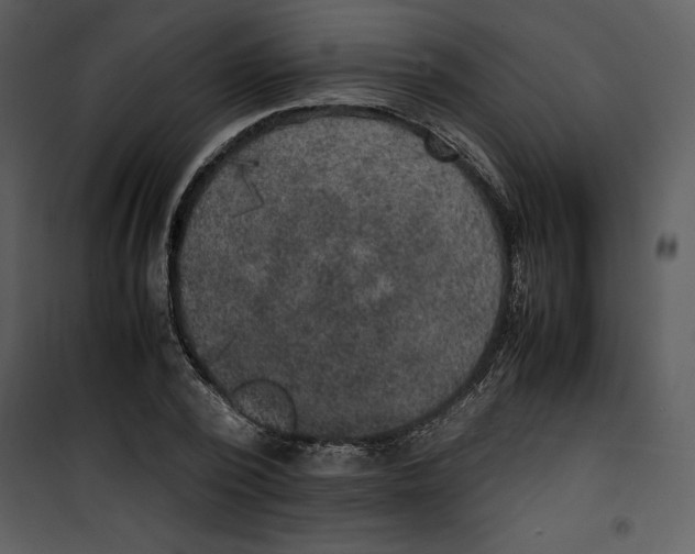 X0000100860784200807181135