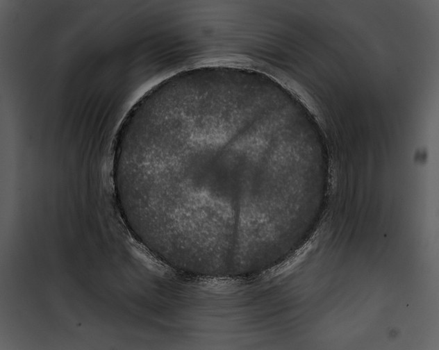 X0000100860830200807181134