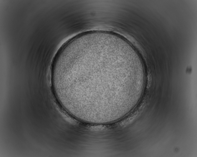 X0000100860838200807181134