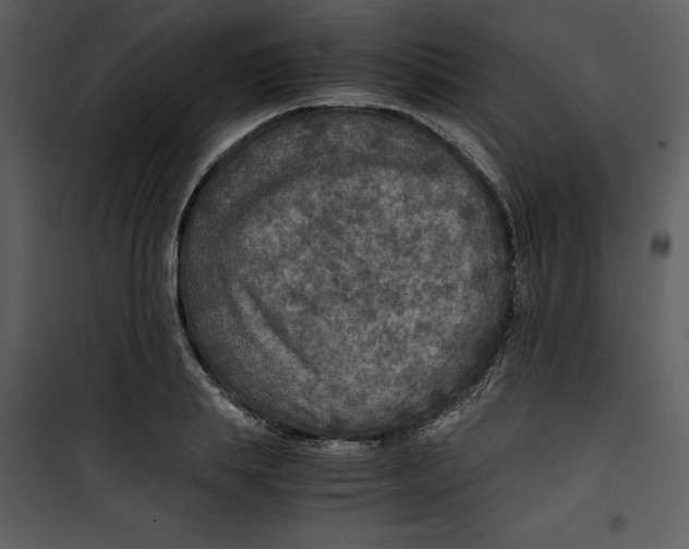 X0000100860839200807181134