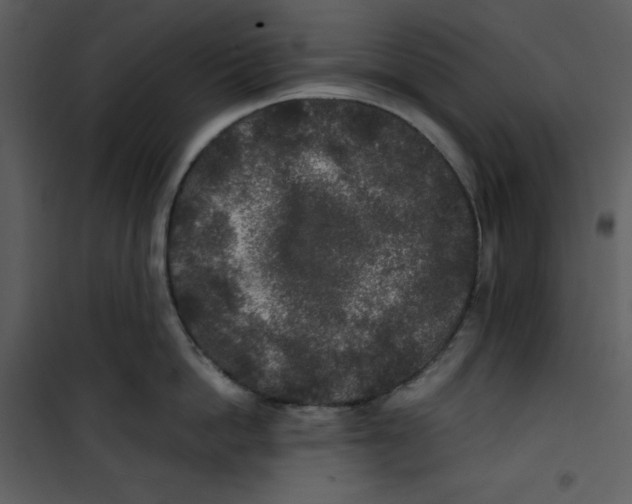 X0000100860862200807181134