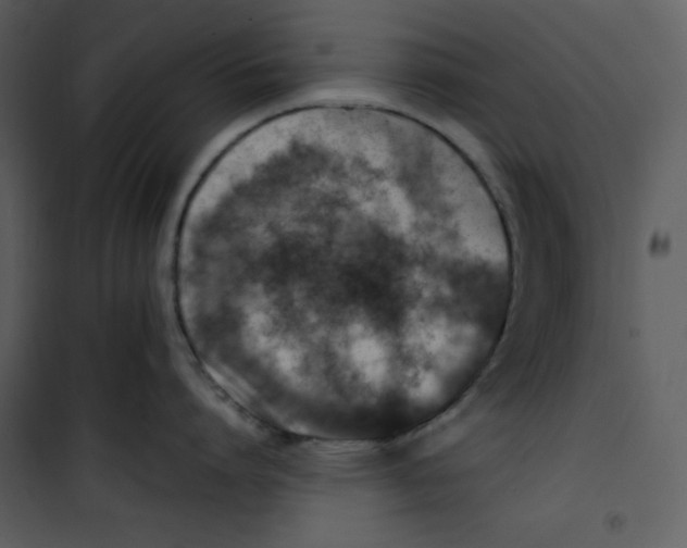 X0000100860864200807181134