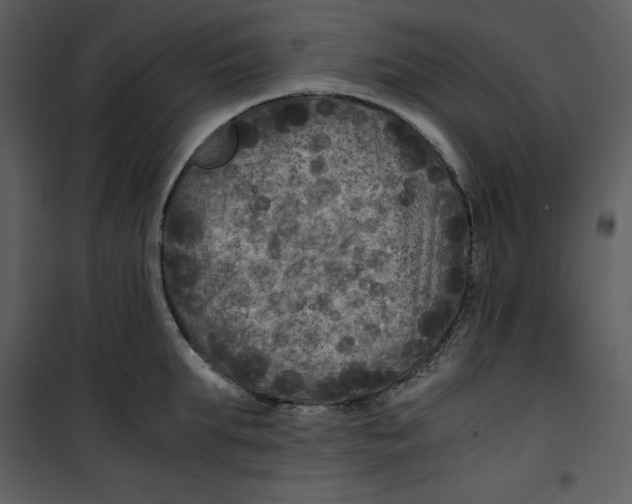 X0000100860903200807181133