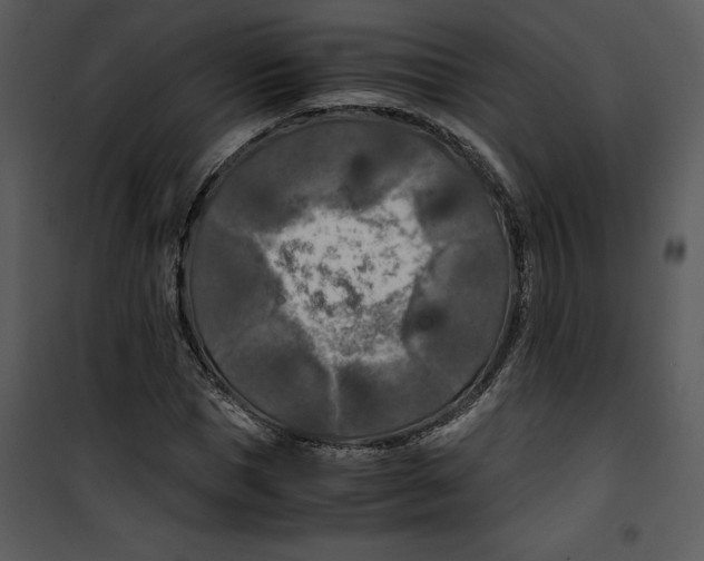 X0000100860921200807181132