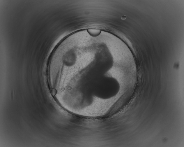 X0000100861091200807181130