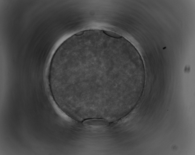 X0000100861152200807181130