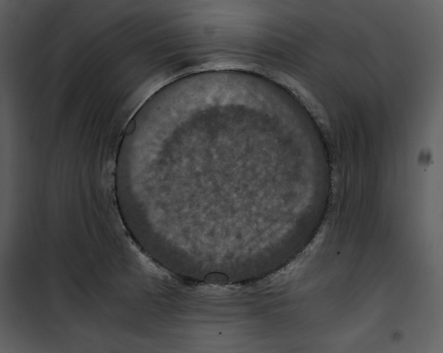 X0000100861185200807181129