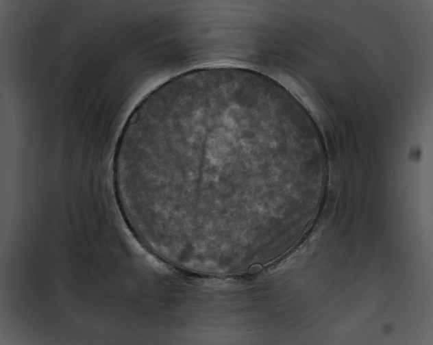 X0000100861189200807181129