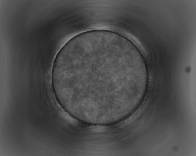 X0000100861236200807181128