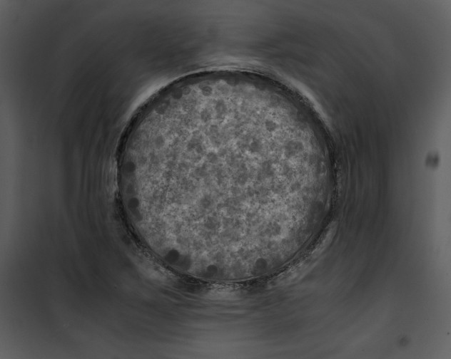 X0000100861267200807181127