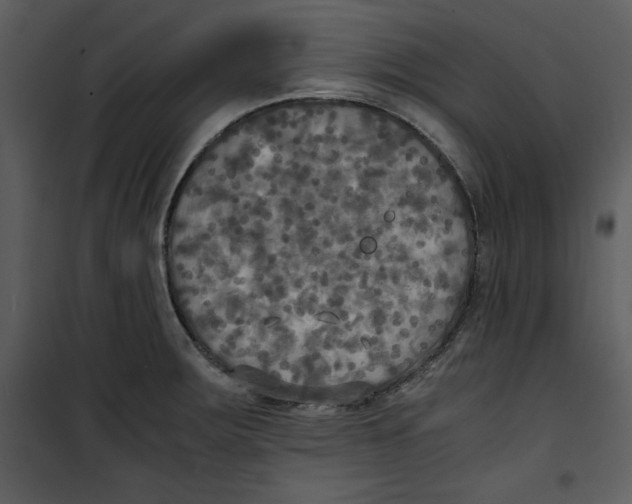 X0000100861283200807181127