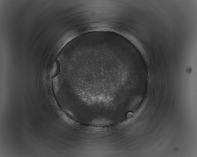 X0000100861289200807181127