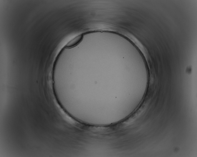 X0000100861293200807181127