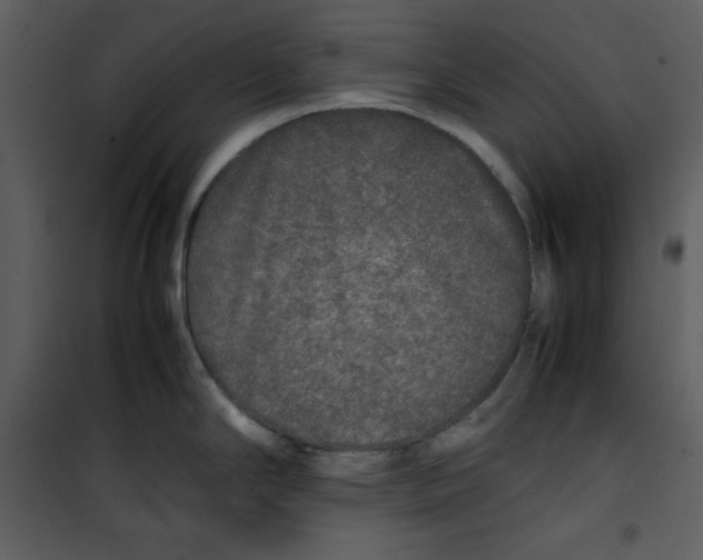 X0000100861294200807181127