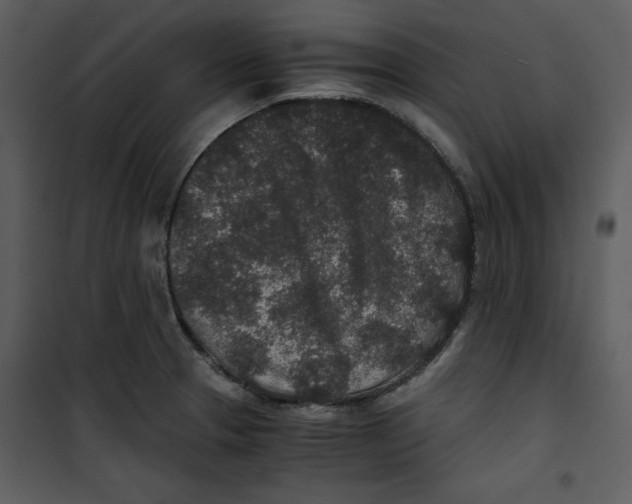 X0000100861329200807181127