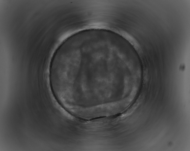 X0000100861334200807181127