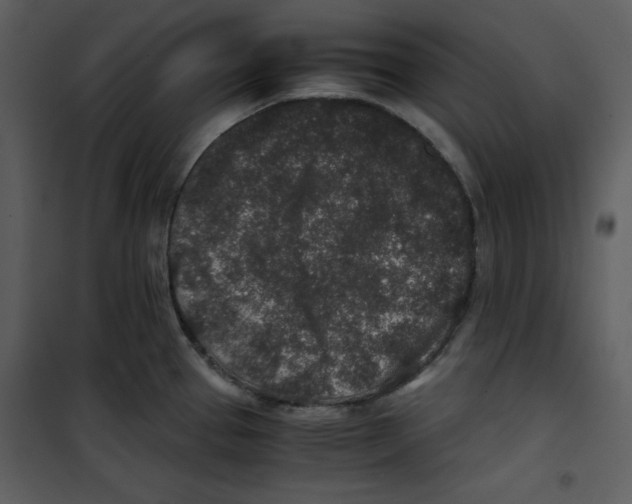 X0000100861337200807181127