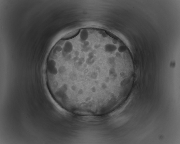 X0000100861391200807181125