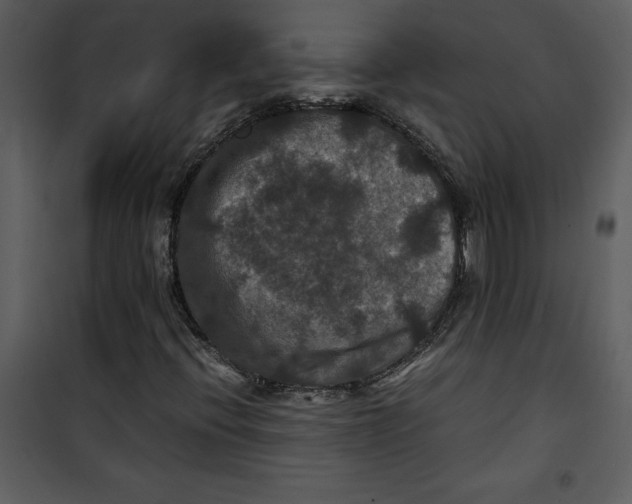 X0000100861396200807181125